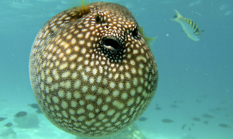 Fugu, Japan