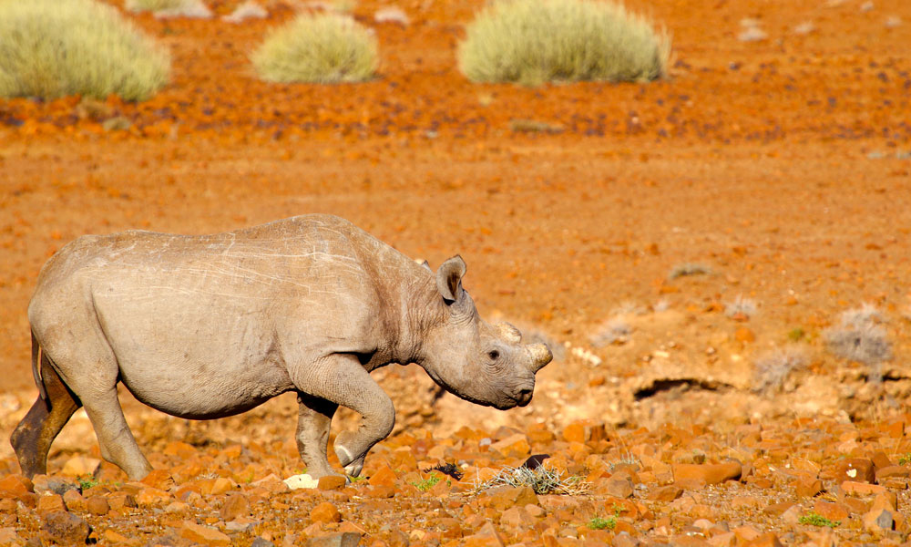 Nesehorn i Namibia