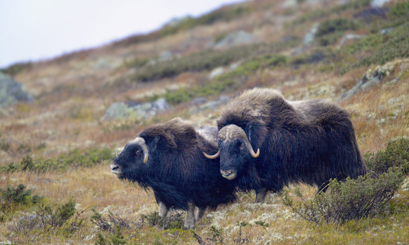 3. Safari på Dovrefjell