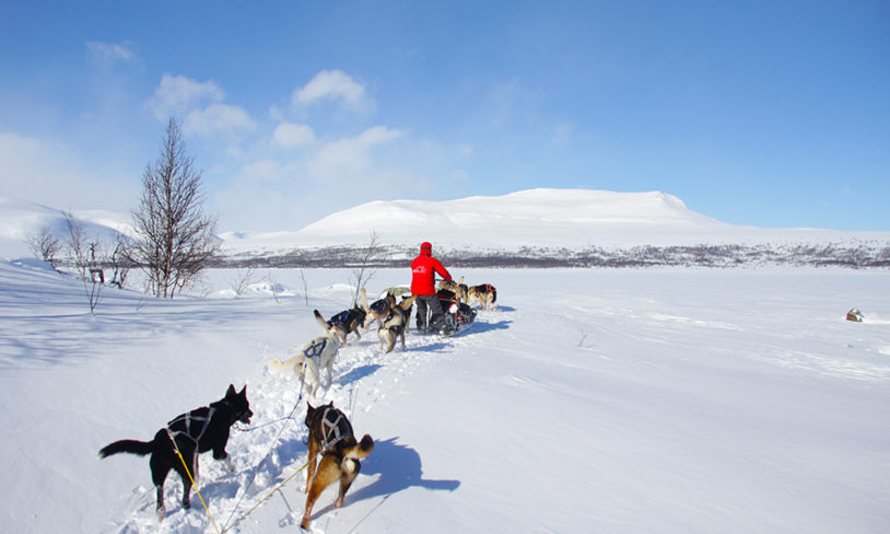 10 Hundekjøring