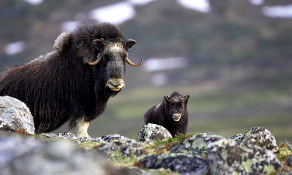 Moskus på Dovrefjell