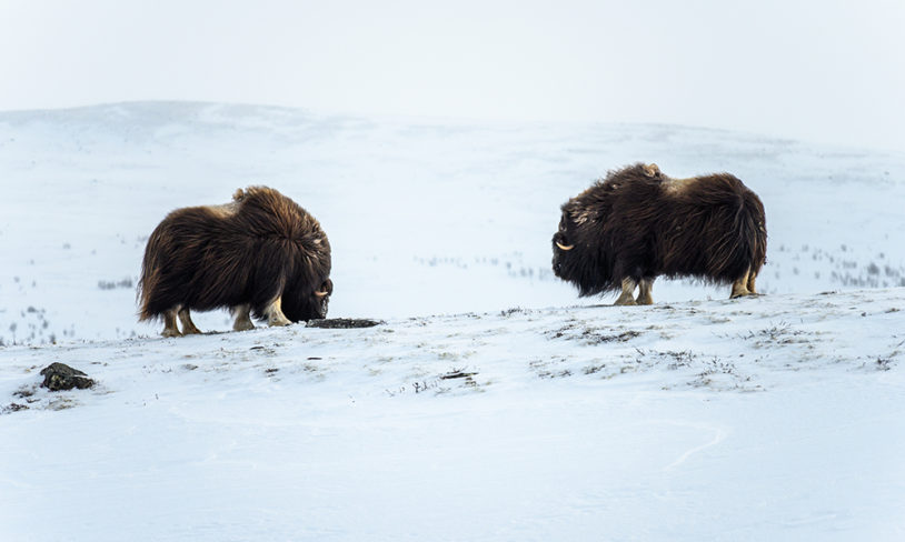 6 Moskussafari på Dovrefjell