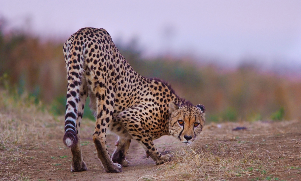 Gepard